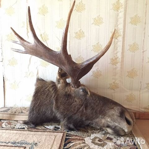 Чучело головы лося