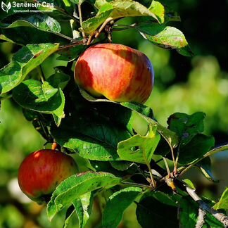 Саженцы Яблонь Летнего созревания 2х лет