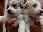 Собаки щенки китайская хохлатая пуховка объявление продам