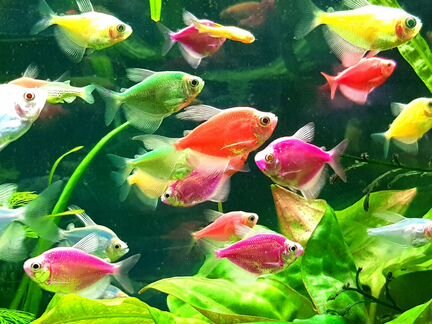 Тернеции всех цветов. Возможна доставка