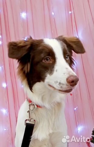 Шоколадный щенок бордер колли