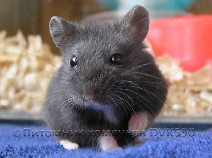 Хомячок + Новая клетка, Корм, Опилки, Доставка