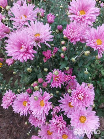 Хризантемы