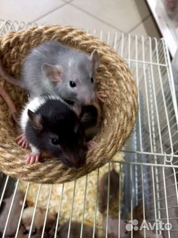 Крыса дамбо