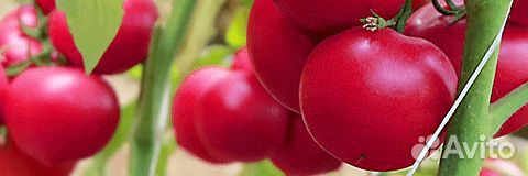 Семена Томата 