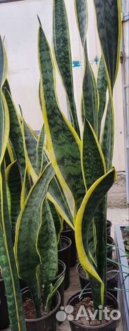 Сансевиерия Лауренти