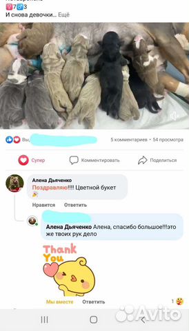 Инструктор по вязки собак