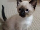 Сиамские (тайские) котята объявление продам