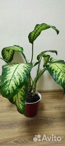 Комнатные цветы