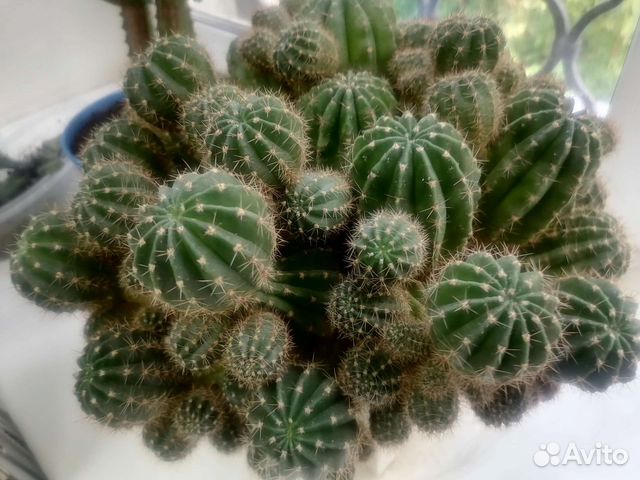 Большой кактус