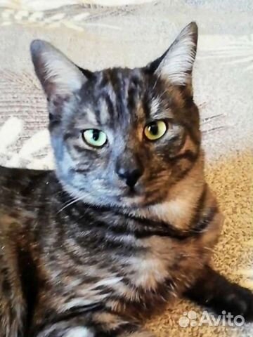 Мартин котик окрас черный табби