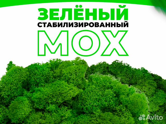 Мох ягель стабилизированный от производителя
