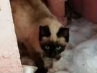 Сиамский молодой котик объявление продам