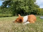 Собака породы Бассенджи объявление продам