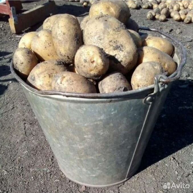 Сколько весит ведро картошки. Ведро картошки. Картофель в ведре. Крупная картошка в ведре. Ведро крупного картофеля.
