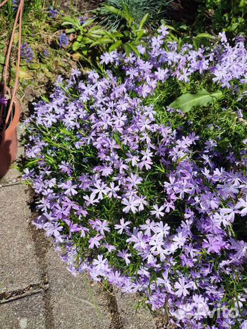 Флокс субулута