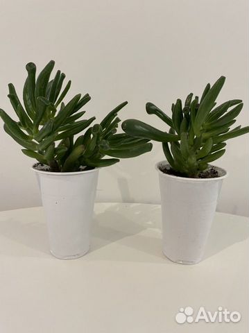 Крассула овата хоббит