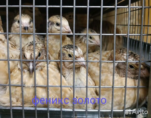 Инкубационное яйцо перепелов
