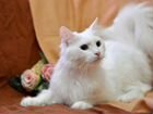 Белая ангорская кошка объявление продам