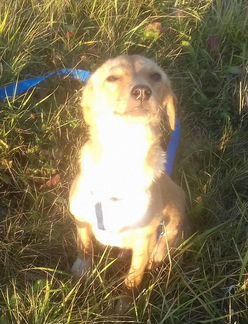 Рыжее солнышко