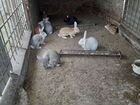 Кролики на завод и мясо объявление продам