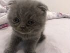 Британские котята серые объявление продам