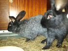Кролики помесь фландр с серебром объявление продам