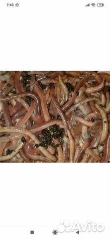 Черви для рыбалки Дендробена