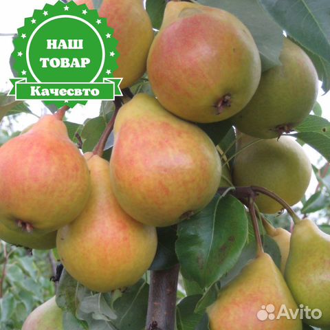 Саженцы груша Лада