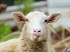 Овце матка объявление продам
