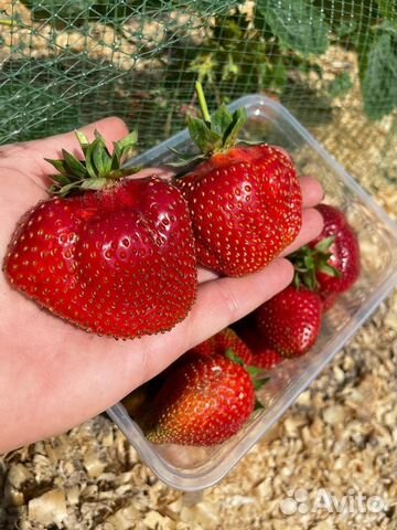 Клубника саженцы