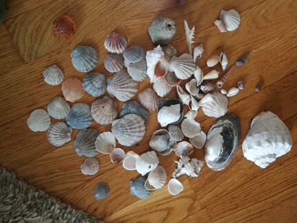 Много ракушек и створок моллюсков