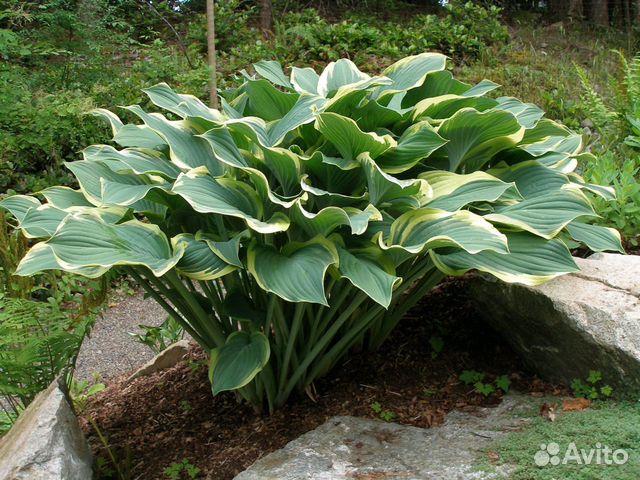 Хоста Регал Сплендор