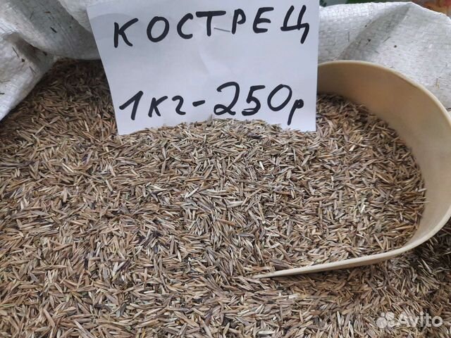 Семена костреца (костер) купить в Веселом | Товары для дома и дачи | Авито