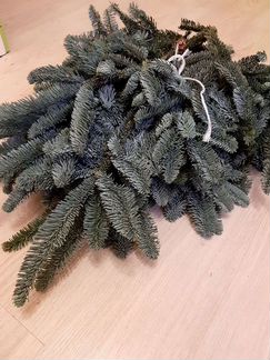 Нобилис лапник Дания