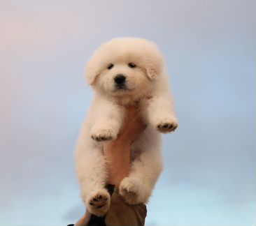 Девочка мареммо-абруцкой овчарки