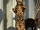Бенгальский котик Федерико объявление продам