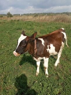 Корова, тёлка, сено - фотография № 3