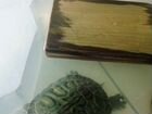 Красноухая черепаха бесплатно в аквариуме