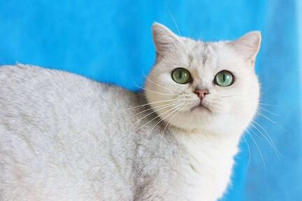 Британская кошечка шиншилла