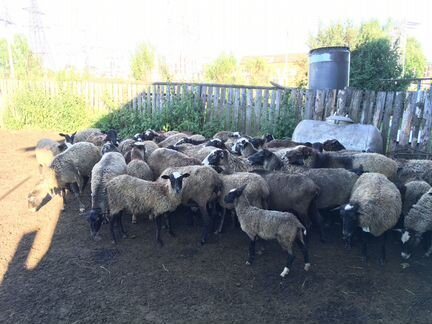 Овцы, бараны, молодняк Романовской породы - фотография № 1