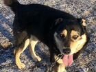 Найдена собака в мкрн Спутник объявление продам