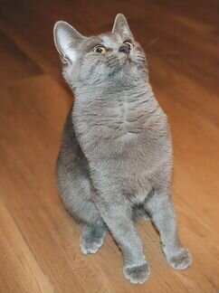 Метис британки В поиске дома