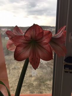 Великолепный Амариллис 2 вида, обмен