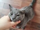 Котенок серый в добрые руки объявление продам