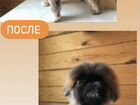 Стрижка собак и кошек объявление продам