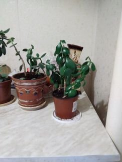 Денежное дерево 3 отростка