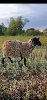 Овцы романовские - фотография № 1