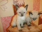 Сиамские котята бесплатно объявление продам