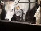 Корова дойная швиц объявление продам